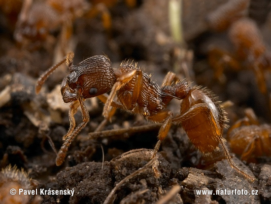 Mravec (Myrmica sp.)