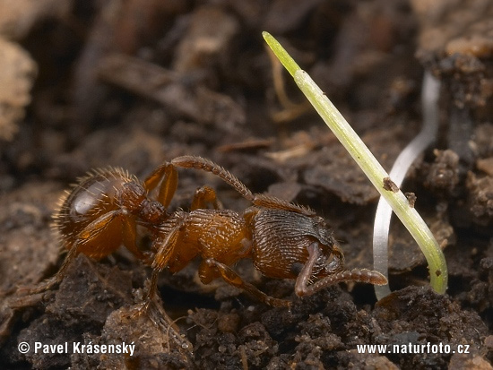 Mravec (Myrmica sp.)