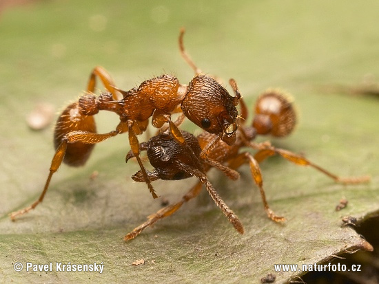 Mravec (Myrmica sp.)