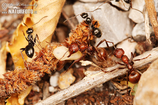 Mravec (Polyergus rufescens)