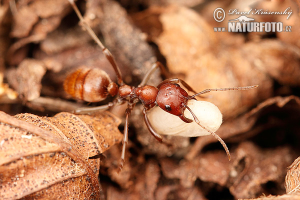 Mravec (Polyergus rufescens)