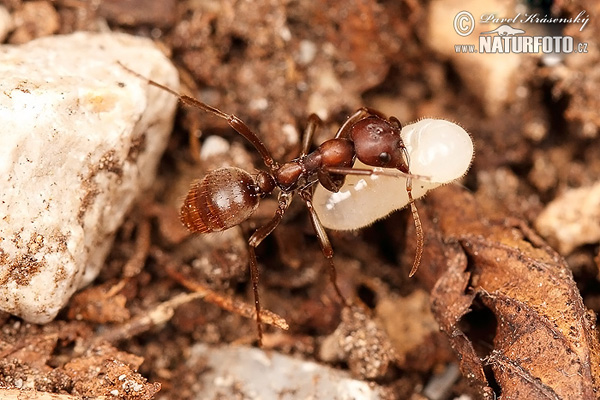 Mravec (Polyergus rufescens)