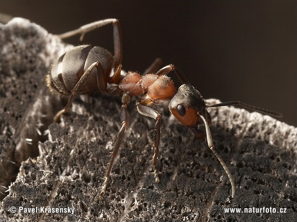 Mravec hôrny (Formica rufa)