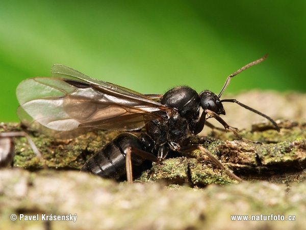 Mravec hôrny (Formica rufa)