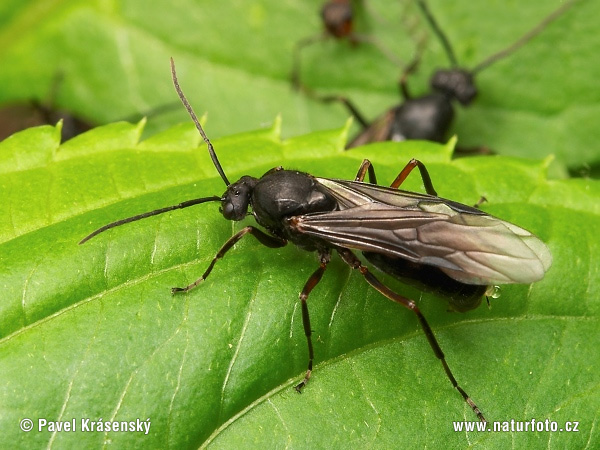 Mravec hôrny (Formica rufa)