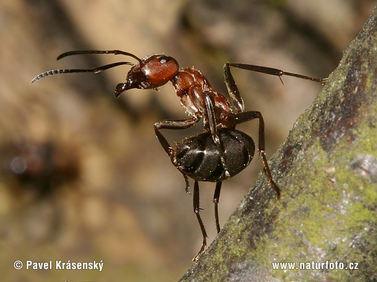 Mravec hôrny (Formica rufa)