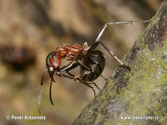 Mravec hôrny (Formica rufa)