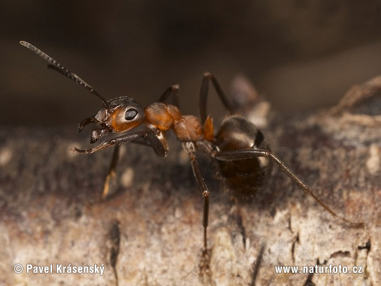 Mravec hôrny (Formica rufa)