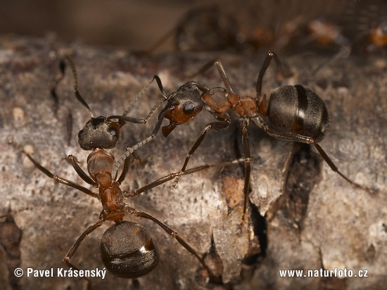 Mravec hôrny (Formica rufa)