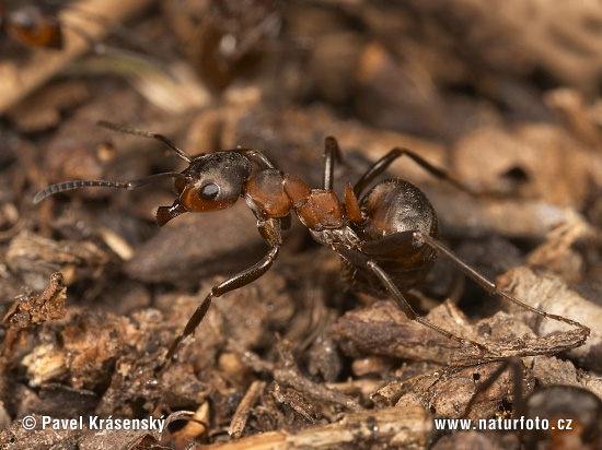 Mravec hôrny (Formica rufa)