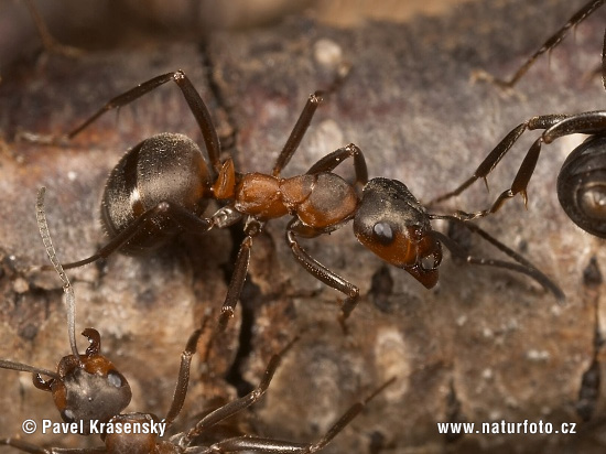 Mravec hôrny (Formica rufa)