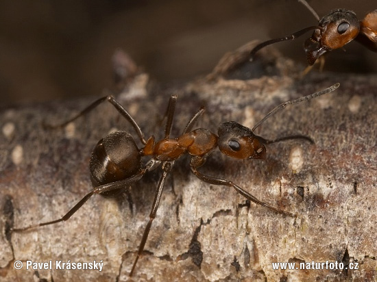 Mravec hôrny (Formica rufa)