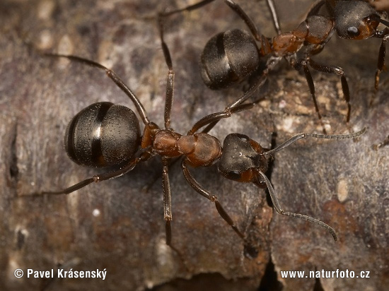 Mravec hôrny (Formica rufa)