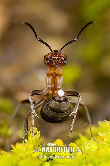 Mravec hôrny (Formica rufa)