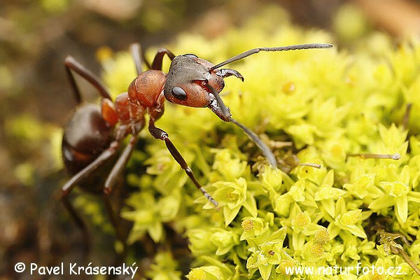 Mravec hôrny (Formica rufa)