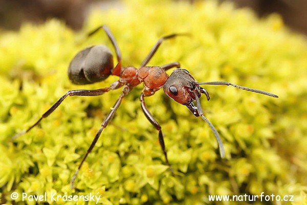 Mravec hôrny (Formica rufa)