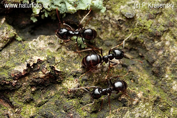 Mravenec černolesklý (Lasius fuliginosus)