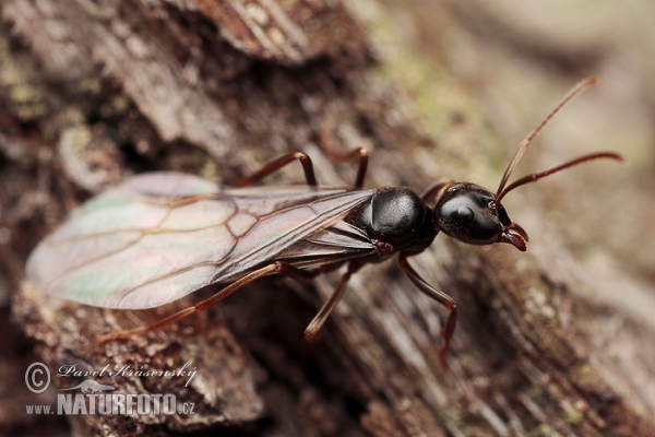 Mravenec černolesklý (Lasius fuliginosus)