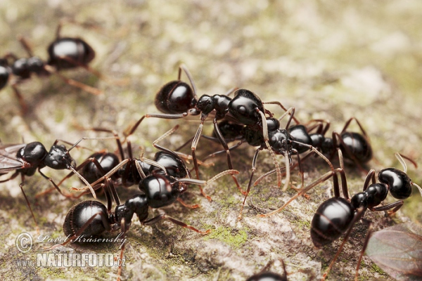 Mravenec černolesklý (Lasius fuliginosus)