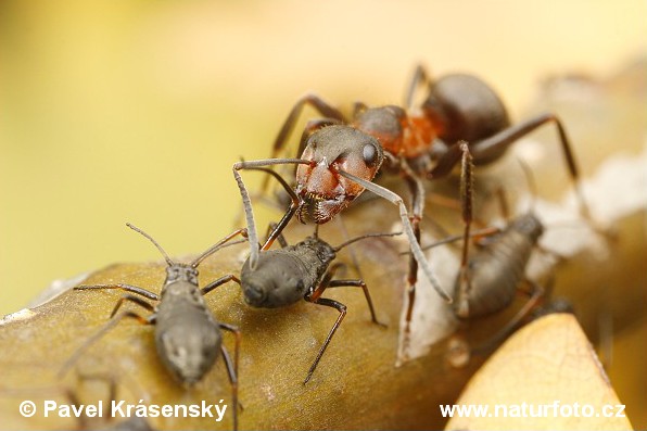 Mravenec trávní (Formica pratensis)