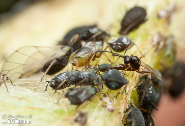 Mšicomar (Aphidius ervi)