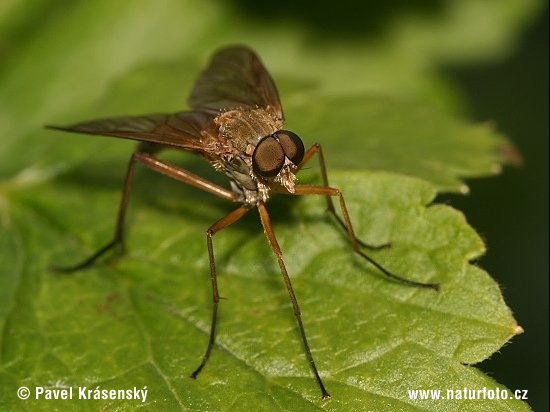 Mucha (Rhagio sp.)