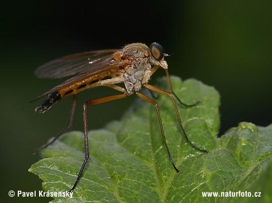 Mucha (Rhagio sp.)