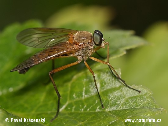 Mucha (Rhagio sp.)