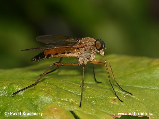 Mucha (Rhagio sp.)