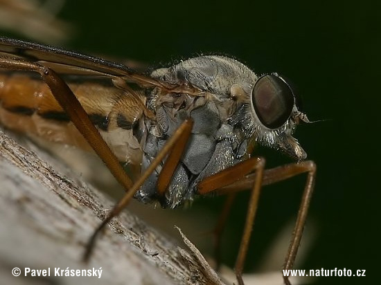 Mucha (Rhagio sp.)