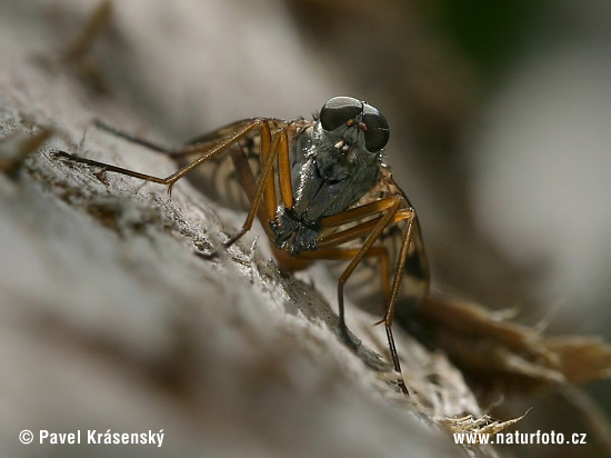 Mucha (Rhagio sp.)