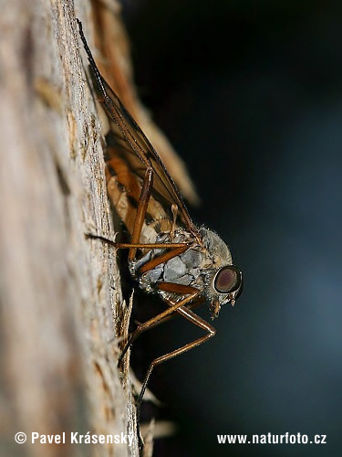 Mucha (Rhagio sp.)