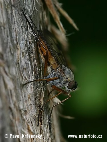 Mucha (Rhagio sp.)