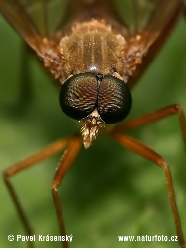 Mucha (Rhagio sp.)