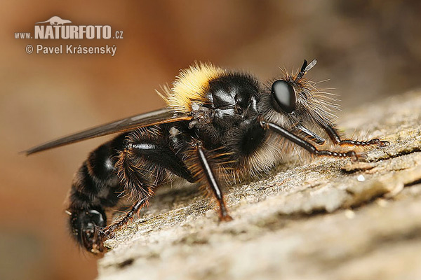 Muchárka žltá (Laphria flava)