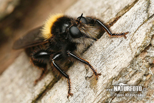 Muchárka žltá (Laphria flava)