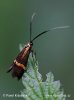 Adéla pestrá (Adela degeerella)