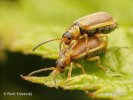 Bázlivec (Neogalerucella sp.)