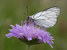 Bělásek ovocný (Aporia crataegi)