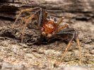 Běžník poutavý (Xysticus lanio)