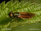 Bráněnka (Chloromyia formosa)