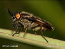 Bzikavka slepoočka (Chrysops caecutiens)