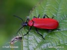 Červenáček ohnivý (Pyrochroa coccinea)