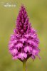 Červenohlav ihlanovitý (Anacamptis pyramidalis)