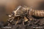 Chvostoskok (Entomobrya multifasciata on Machilidae sp.)