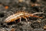 Chvostoskok (Orchesella flavescens)