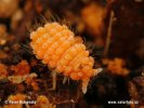 Chvostoskok (Bilobella aurantiaca)