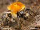 Čmelák (Bombus sp.)