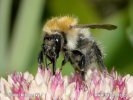 Čmelák polní (Bombus pascuorum)