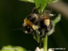 Čmelák zemní (Bombus terrestris)